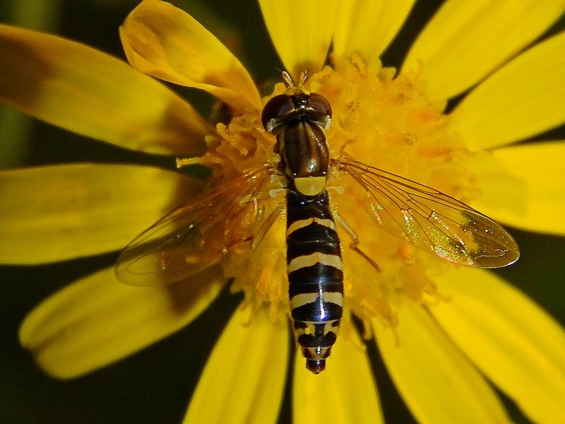 Serie di Syrphidae del Parco del Ticino